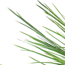 Load image into Gallery viewer, Grass, 1 gal, Prairie Blues
