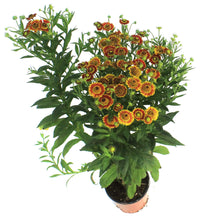 Load image into Gallery viewer, Helenium, 1 gal, Mariachi Fuego