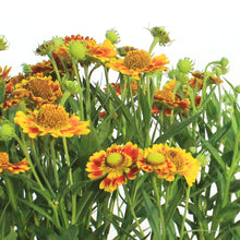 Load image into Gallery viewer, Helenium, 1 gal, Mariachi Fuego