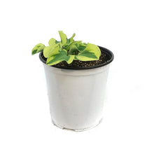 Load image into Gallery viewer, Hosta, 1 gal, Mini Skirt
