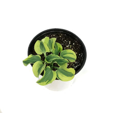 Load image into Gallery viewer, Hosta, 1 gal, Mini Skirt
