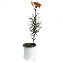 Load image into Gallery viewer, Lilium, Asiatic, 1 gal, Forever Susan