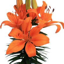 Load image into Gallery viewer, Lilium, Asiatic, 1 gal, Matrix Orange