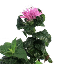 Load image into Gallery viewer, Monarda, 1 gal, Petite Delight