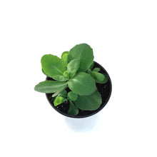 Load image into Gallery viewer, Sedum, 1 gal, Upright Neon