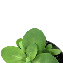 Load image into Gallery viewer, Sedum, 1 gal, Upright Neon