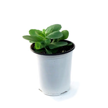Load image into Gallery viewer, Sedum, 1 gal, Upright Neon