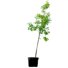 Load image into Gallery viewer, Maple, 7 gal, Hot Wings® Tatarian