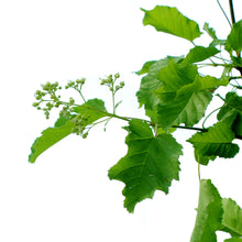 Load image into Gallery viewer, Maple, 7 gal, Hot Wings® Tatarian