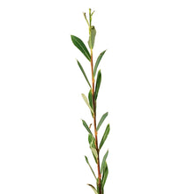 Load image into Gallery viewer, Willow, 2 gal, Dwarf Arctic