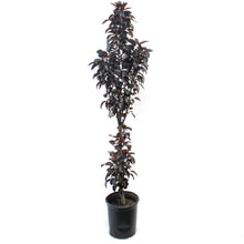 Load image into Gallery viewer, Crabapple, 5 gal, Flowering, Midnight Spire™