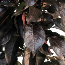 Load image into Gallery viewer, Crabapple, 5 gal, Flowering, Midnight Spire™