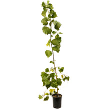 Load image into Gallery viewer, Poplar, 1 gal, Skyfest®