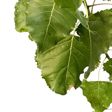 Load image into Gallery viewer, Poplar, 1 gal, Skyfest®