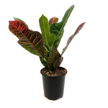 Load image into Gallery viewer, Croton, 4in, Magnificent