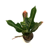 Load image into Gallery viewer, Croton, 4in, Magnificent