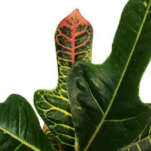 Load image into Gallery viewer, Croton, 4in, Magnificent