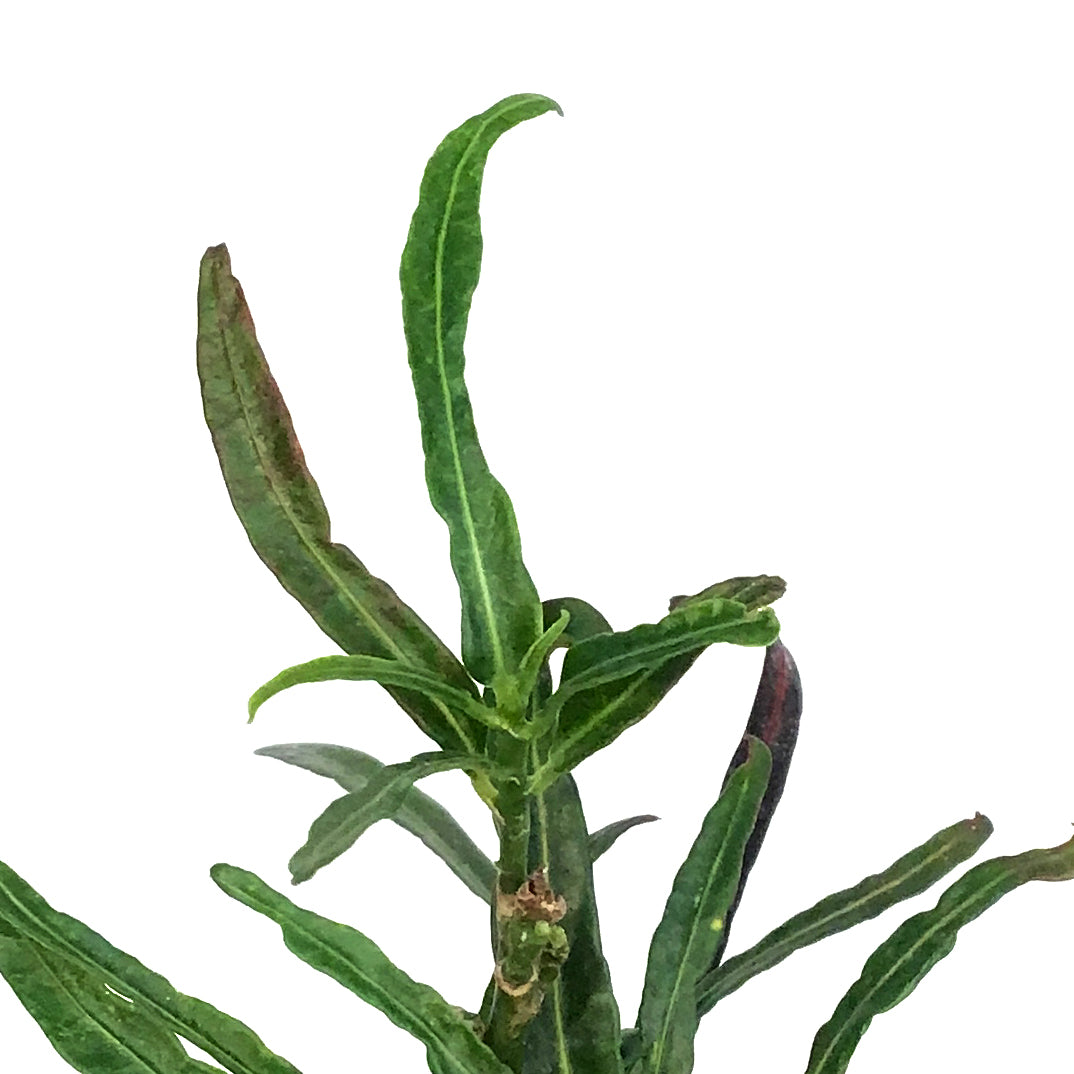 Croton, 4in, Zanzibar – Floral Acres Greenhouse & Garden Centre