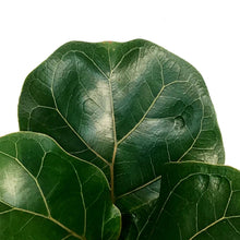 Load image into Gallery viewer, Ficus, 4in, Lyrata Little Sunshine