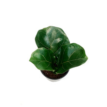 Load image into Gallery viewer, Ficus, 4in, Lyrata Little Sunshine