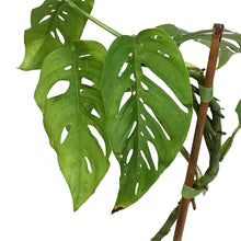 Load image into Gallery viewer, Monstera, 4in, Esqueleto