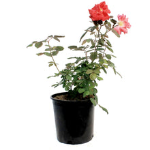 Load image into Gallery viewer, Rose, 2 gal, Winnipeg Parks