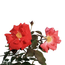 Load image into Gallery viewer, Rose, 2 gal, Winnipeg Parks