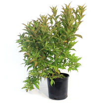 Load image into Gallery viewer, Weigela, 2 gal, Red Prince