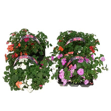 Load image into Gallery viewer, Annual, 6pk, Landscape Pack, Impatiens, Beacon