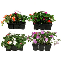 Load image into Gallery viewer, Annual, 6pk, Landscape Pack, Impatiens, Beacon