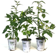 Load image into Gallery viewer, Proven Winners, 4.25in, Herbs & Vegetables, Asst.