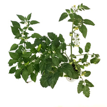 Load image into Gallery viewer, Proven Winners, 4.25in, Herbs & Vegetables, Asst.
