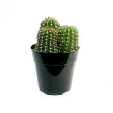 Load image into Gallery viewer, Cactus, 5in, Trichocereus grandiflorus Hybrid