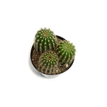 Load image into Gallery viewer, Cactus, 5in, Trichocereus grandiflorus Hybrid