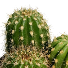 Load image into Gallery viewer, Cactus, 5in, Trichocereus grandiflorus Hybrid