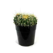 Load image into Gallery viewer, Cactus, 5in, E. grusonii 'Golden Barrel'