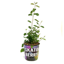 Load image into Gallery viewer, Saskatoon Berry, 2 gal, Northline