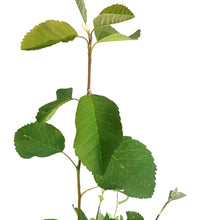 Load image into Gallery viewer, Saskatoon Berry, 2 gal, Northline