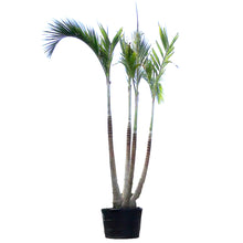 Load image into Gallery viewer, Palm, 21in, Adonidia Multi Stem