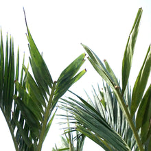 Load image into Gallery viewer, Palm, 21in, Adonidia Multi Stem