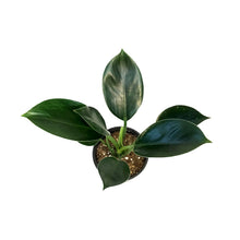 Load image into Gallery viewer, Philodendron, 4in, Green Princess