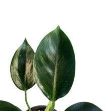 Load image into Gallery viewer, Philodendron, 4in, Green Princess