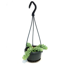 Load image into Gallery viewer, Burro's Tail, 4in HB, Sedum Morganianum
