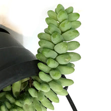 Load image into Gallery viewer, Burro's Tail, 4in HB, Sedum Morganianum