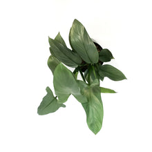 Load image into Gallery viewer, Philodendron, 6in, Silver Sword on Totem