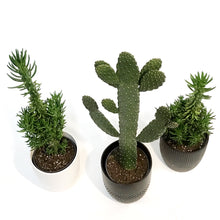 Load image into Gallery viewer, Cactus, 17cm in Ceramic Bowl