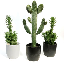 Load image into Gallery viewer, Cactus, 17cm in Ceramic Bowl
