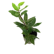 Load image into Gallery viewer, Bay Laurel, 9cm, in Ceramic Pot