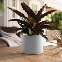 Load image into Gallery viewer, Planter, 6in, Mathers with Saucer, Cement