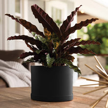 Load image into Gallery viewer, Planter, 10in, Mathers with Saucer, Black